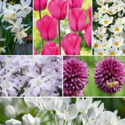 Discount Blomlökpaket - Set om 250 - Allium, Narcissus, Muscari - Blomlökar - Purpur Fröer & Lökar