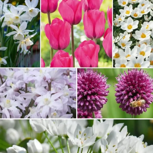 Discount Blomlökpaket - Set om 250 - Allium, Narcissus, Muscari - Blomlökar - Purpur Fröer & Lökar