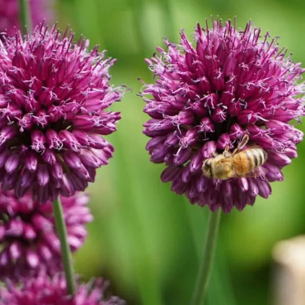 Discount Blomlökpaket - Set om 250 - Allium, Narcissus, Muscari - Blomlökar - Purpur Fröer & Lökar