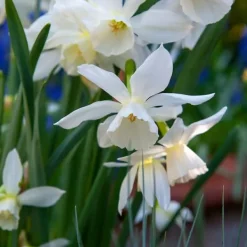 Discount Blomlökpaket - Set om 250 - Allium, Narcissus, Muscari - Blomlökar - Purpur Fröer & Lökar