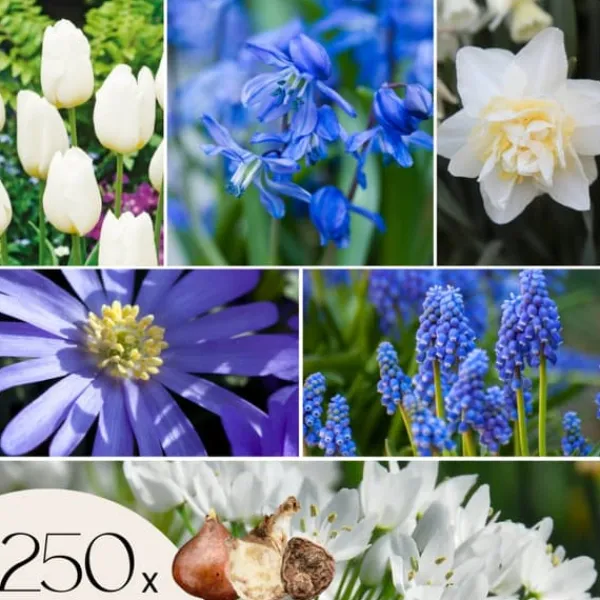Outlet Blomlökpaket - Set om 250 - Allium, Narcissus, Tulipa och mer - Blomlökar - Blå Fröer & Lökar