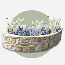Outlet Blomlökpaket - Set om 250 - Allium, Narcissus, Tulipa och mer - Blomlökar - Blå Fröer & Lökar
