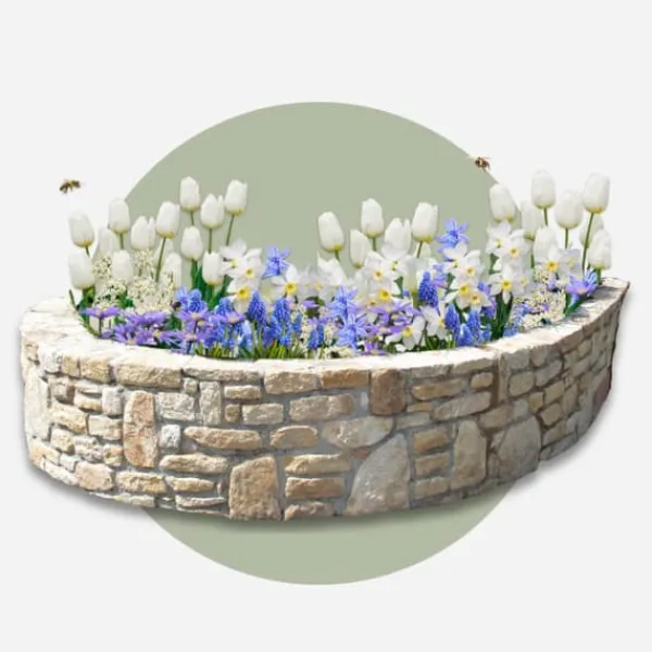 Outlet Blomlökpaket - Set om 250 - Allium, Narcissus, Tulipa och mer - Blomlökar - Blå Fröer & Lökar