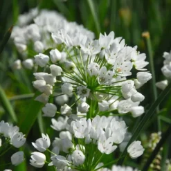 Outlet Blomlökpaket - Set om 250 - Allium, Narcissus, Tulipa och mer - Blomlökar - Blå Fröer & Lökar