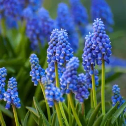 Outlet Blomlökpaket - Set om 250 - Allium, Narcissus, Tulipa och mer - Blomlökar - Blå Fröer & Lökar