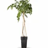 Sale Blåregn 'Prolific' - Wisteria sinensis - Ø15 cm Kruka, 65 cm Hög Trädgårdsväxter