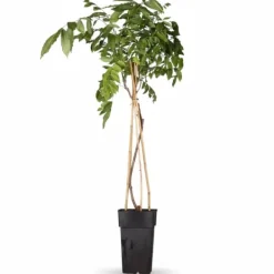 Sale Blåregn 'Prolific' - Wisteria sinensis - Ø15 cm Kruka, 65 cm Hög Trädgårdsväxter