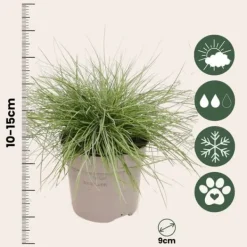 Blåsvingel - Set om 18 - Festuca glauca 'Elijah Blue' - Höjd 10-15cm - ⌀9cm