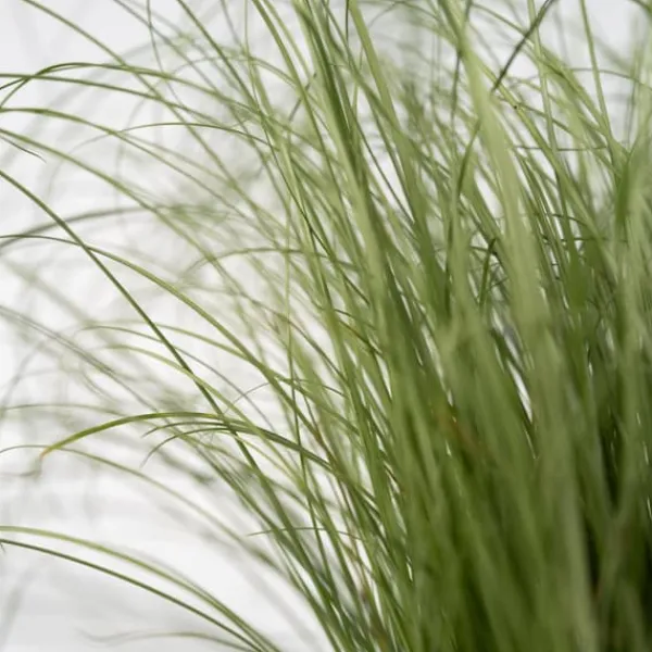 Blåsvingel - Set om 18 - Festuca glauca 'Elijah Blue' - Höjd 10-15cm - ⌀9cm