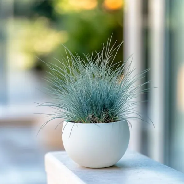 Blåsvingel - Set om 9 - Festuca glauca 'Elijah Blue' - Höjd 10-15cm - ⌀9cm