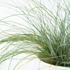 Blåsvingel - Set om 6 - Festuca glauca 'Elijah Blue' - Höjd 10-15cm - ⌀9cm