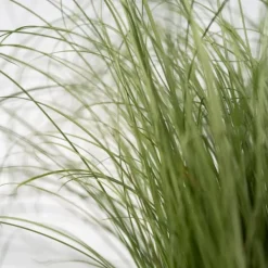 Blåsvingel - Set om 6 - Festuca glauca 'Elijah Blue' - Höjd 10-15cm - ⌀9cm