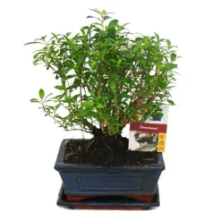 Sale Bonsaï - Serissa - Junischnee - rund form - ca. 6 år Krukväxter Inomhus