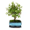 Sale Bonsai - Portulacaria afra - Jadeträd - Afrikansk elefantträd - ca 4-5 år - sfärisk form Krukväxter Inomhus