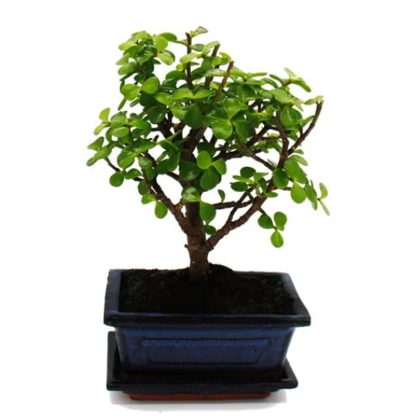 Sale Bonsai - Portulacaria afra - Jadeträd - Afrikansk elefantträd - ca 4-5 år - sfärisk form Krukväxter Inomhus