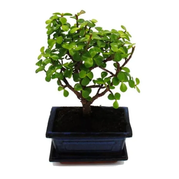 Sale Bonsai - Portulacaria afra - Jadeträd - Afrikansk elefantträd - ca 4-5 år - sfärisk form Krukväxter Inomhus
