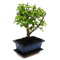 Sale Bonsai - Portulacaria afra - Jadeträd - Afrikansk elefantträd - ca 4-5 år - sfärisk form Krukväxter Inomhus