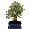 Clearance Bonsai - solitär - olivträd - olivträd - Olea europaea - ca 17 år gammal - ca 50-55cm hög Krukväxter Inomhus