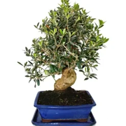 Clearance Bonsai - solitär - olivträd - olivträd - Olea europaea - ca 17 år gammal - ca 50-55cm hög Krukväxter Inomhus