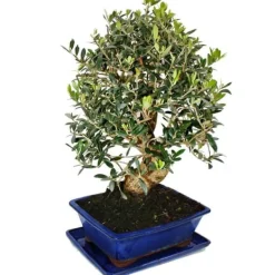 Clearance Bonsai - solitär - olivträd - olivträd - Olea europaea - ca 17 år gammal - ca 50-55cm hög Krukväxter Inomhus