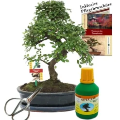 Bonsai Chin. Mandarin Ulmus parvifolia ca. 10 år 25 cm skål presentset med sax och gödsel.
