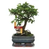 Bonsai kinesisk alm - Ulmus parviflora - ca. 6 år - sfærisk form