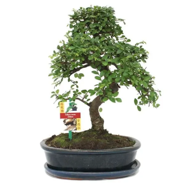 Bonsai Kinesisk lärkträd - Ulmus parviflora - ca. 10 år
