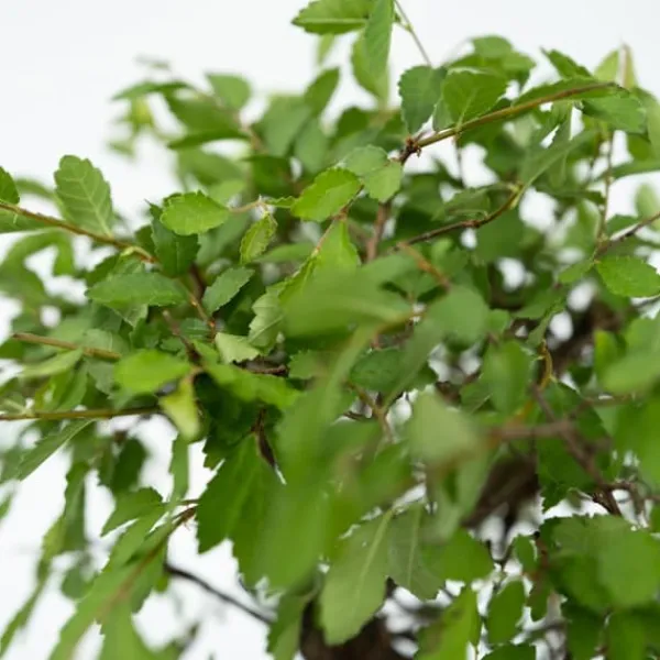 Bonsaiträd - Bonsai - Höjd 25-35cm - ⌀29cm