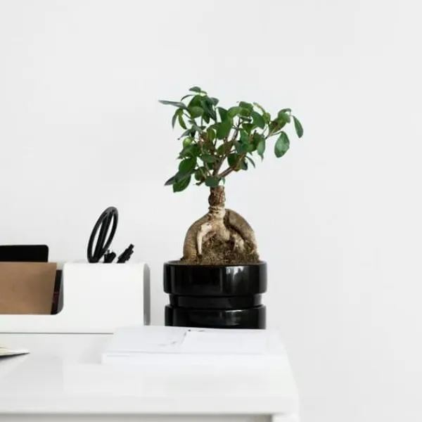 Bonsaiträd - Ficus microcarpa - Höjd 30-40cm - ⌀12cm