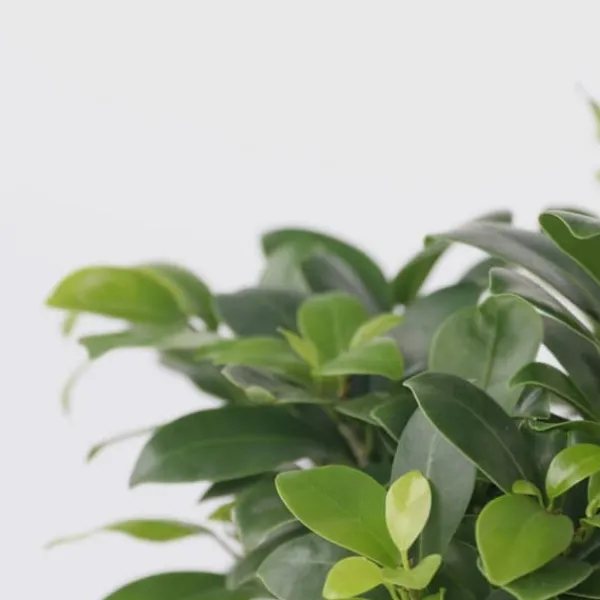 Bonsaiträd - Ficus microcarpa - Höjd 30-40cm - ⌀12cm