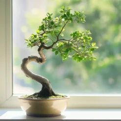 Bonsaiträd S-formad - Zelkova serrata - Höjd 20-25cm - ⌀15cm