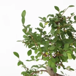 Bonsaiträd S-formad - Zelkova serrata - Höjd 20-25cm - ⌀15cm