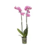 Clearance Brudorkidésläktet - Phalaenopsis - Höjd 50-60cm - ⌀12cm Krukväxter Inomhus
