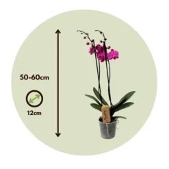 Clearance Brudorkidésläktet - Phalaenopsis - Höjd 50-60cm - ⌀12cm Krukväxter Inomhus