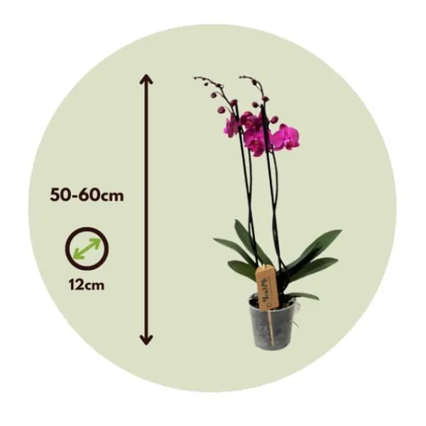 Clearance Brudorkidésläktet - Phalaenopsis - Höjd 50-60cm - ⌀12cm Krukväxter Inomhus