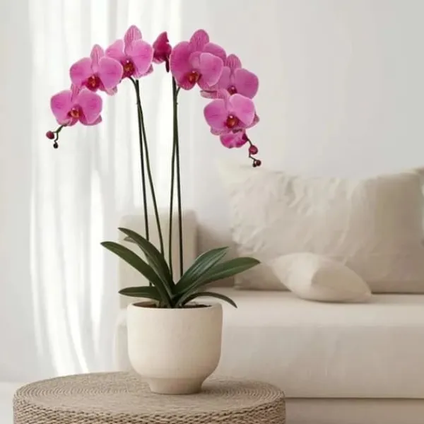 Clearance Brudorkidésläktet - Phalaenopsis - Höjd 50-60cm - ⌀12cm Krukväxter Inomhus