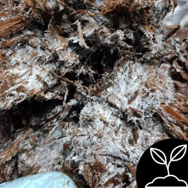 Brun svampmycelium 30 kg stort odlingskit Instruktioner + Gratis