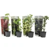 Bärväxter - Set om 4 - Rubus, rubrum, Uva, Fructosus - Höjd 25-40cm - ⌀9cm