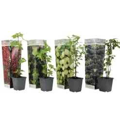 Bärväxter - Set om 4 - Rubus, rubrum, Uva, Fructosus - Höjd 25-40cm - ⌀9cm