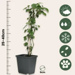 Bärväxter - Set om 8 - Rubus, rubrum, Uva, Fructosus - Höjd 25-40cm - ⌀9cm