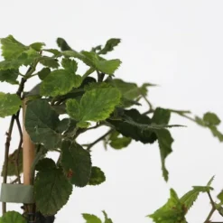 Bärväxter - Set om 8 - Rubus, rubrum, Uva, Fructosus - Höjd 25-40cm - ⌀9cm