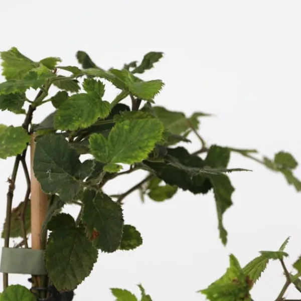 Bärväxter - Set om 8 - Rubus, rubrum, Uva, Fructosus - Höjd 25-40cm - ⌀9cm