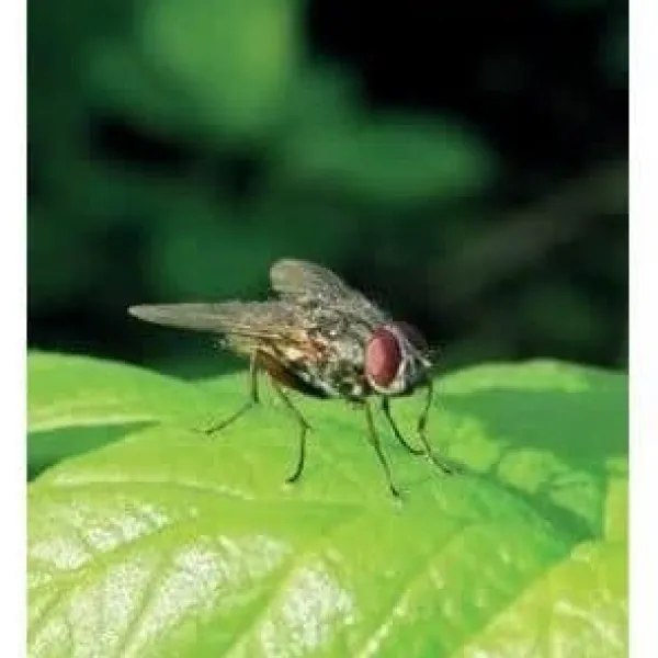 BSI - Flugfälla - Utomhus med bete - Fångar och digererar upp till 20 000 insekter