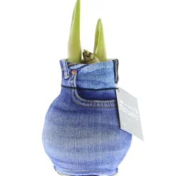 Online Bulb av amaryllis i modern strumpa "Fashion Streetlife" Jeanslook Fröer & Lökar
