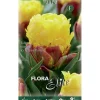 BULB FÖR AUTUMN TULPAN DUBBEL BLOMMA GLASSBANAN PACKNING MED 3 BULBER BULBS BULBES