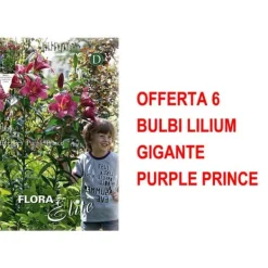Discount BULBI AUTUNNALI ERBJUDANDE 6 BULB LILIUM GIGANTE PURPLE PRINCE BULBAR BULBES Fröer & Lökar