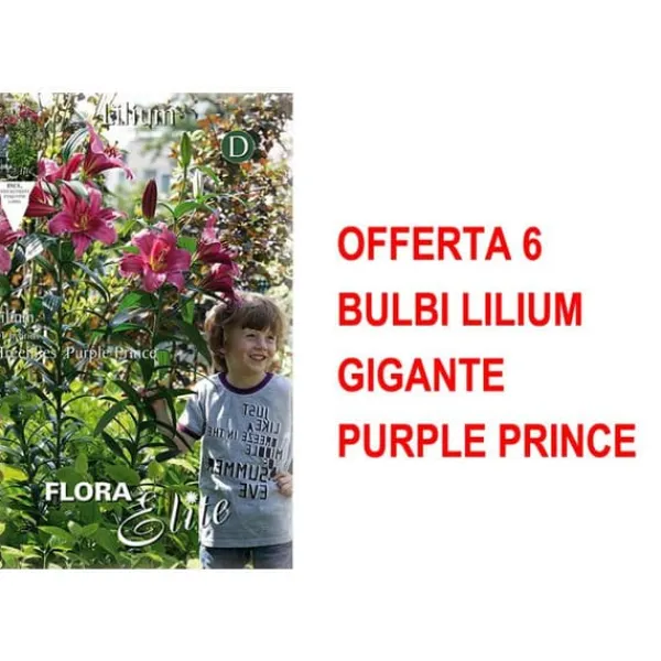 Discount BULBI AUTUNNALI ERBJUDANDE 6 BULB LILIUM GIGANTE PURPLE PRINCE BULBAR BULBES Fröer & Lökar