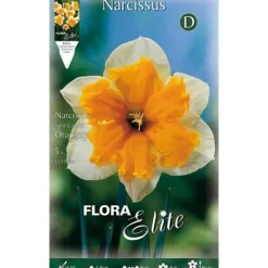 BULBVARIANTER AUTUNNALE NARCISSUS SPLIT CORONA ORANGERI FÖRPACKNING MED 5 BULBERS BULB VARIANTER