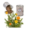 Burk med ängsblomsfrön för plantering