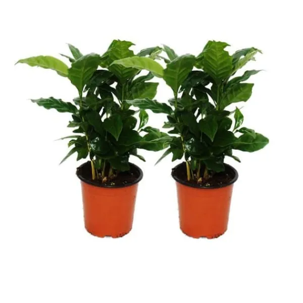 Outlet Caféier (Coffea arabica) 2 Växt - Inomhusväxt Krukväxter Inomhus